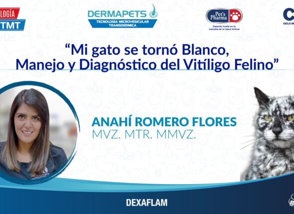 Vitiligo-Felino-18-Abr-23