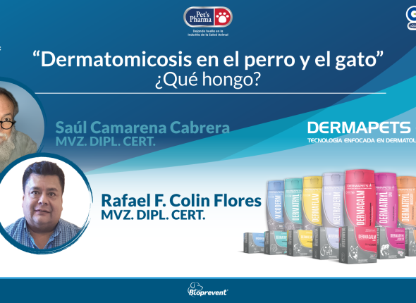 Dermacomicosis-en-el-perro-y-el-gato_YOUTUBE