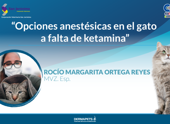 opciones anestesicas en el gato a falta de ketamina