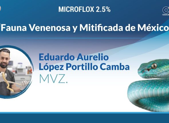 Miniatura del vídeo: Fauna Venenosa y Mitificada de México - MVZ Aurelio López Portillo Camba